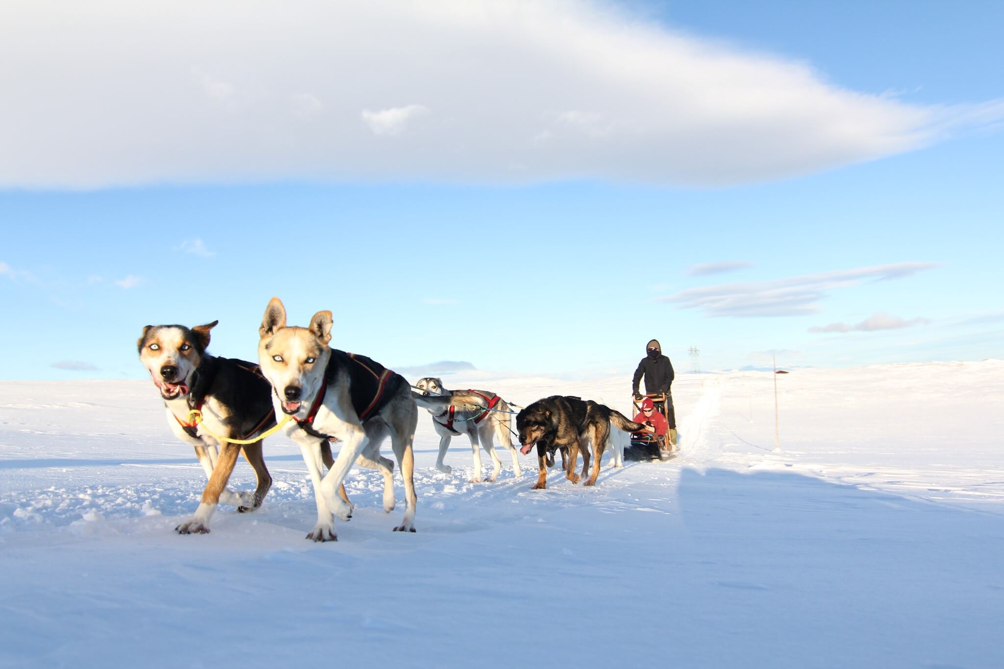 Hundespann på Hardangervidda/Geilo
